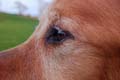 'Into the Soul of Man's Best Friend' by Anna Hoeve